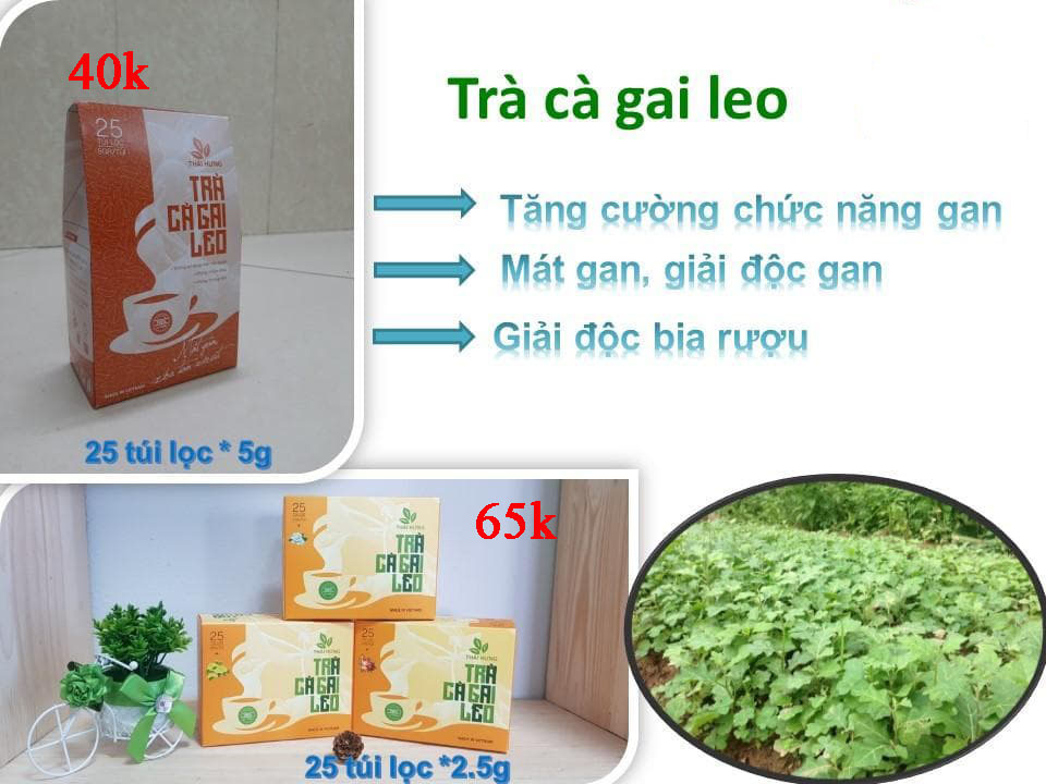 Trà Cà Gai Leo túi 25 túi lọc 5 gam