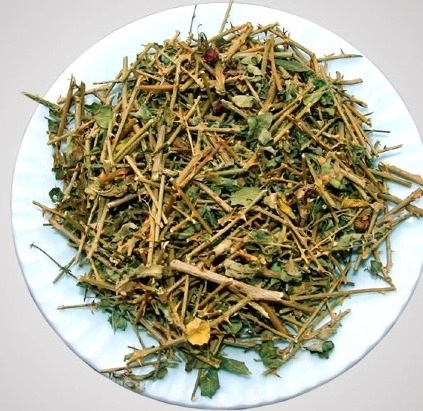 Cà gai leo sạch chuẩn