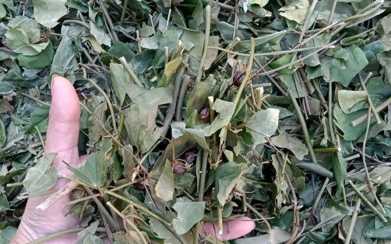 Chè vằng khô sạch